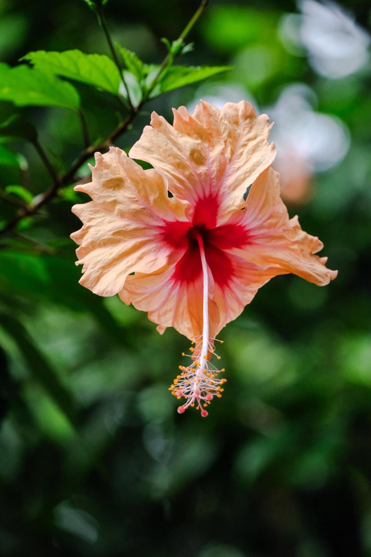 Casa Aldirica Hotel Cahuita Eksteriør billede